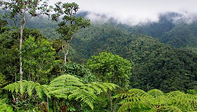 Protect The Rainforest
